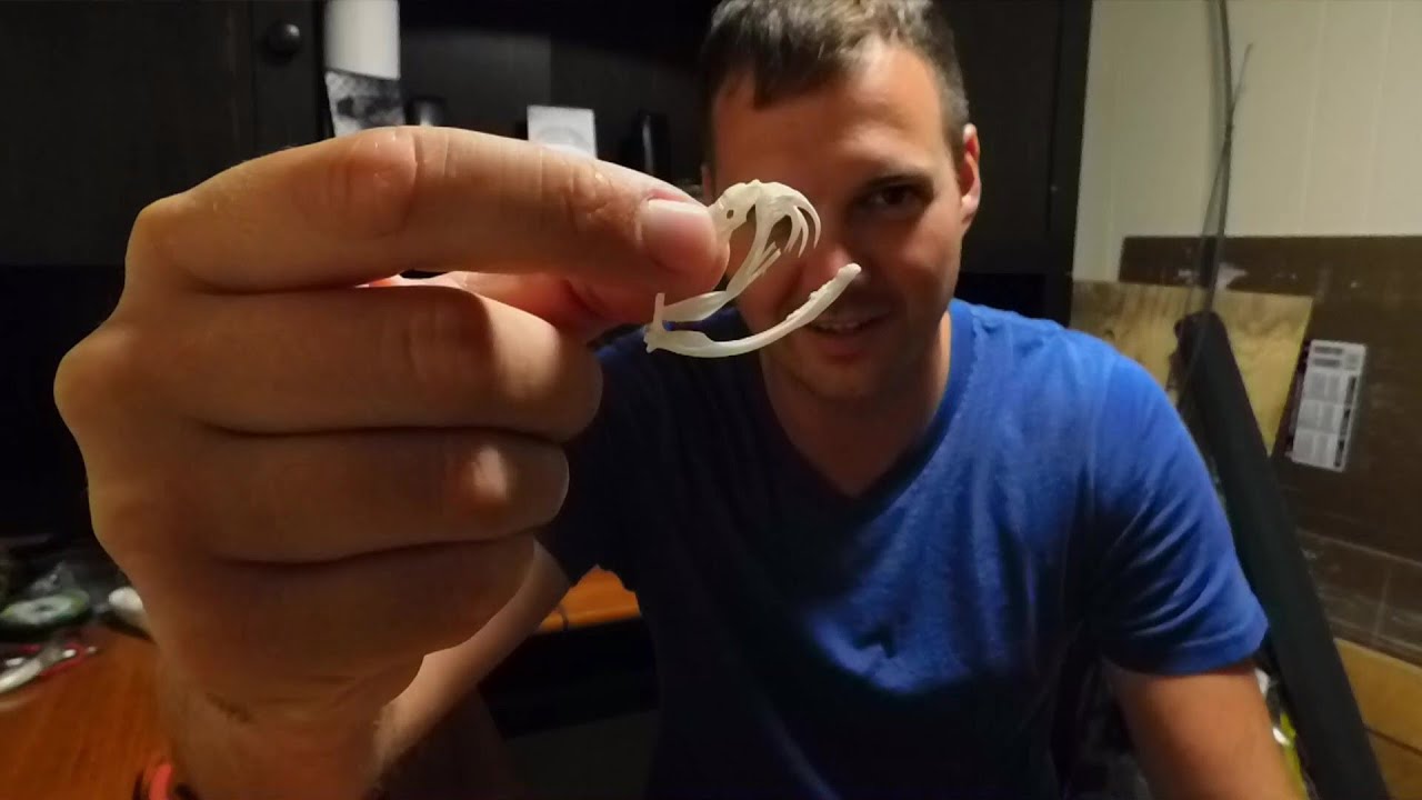 Rattlesnake Skull Cleaning! (Graphic)