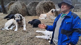 Feri din Lupoaia ,Ciobănie cu câini grozavi și oi frumoase ! O poveste impresionantă de ciobănie