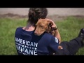 American humane rescue team helping innocent animals of texas recover