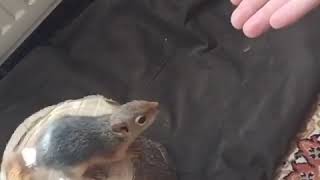 Sincap Ilk Atlayışlar