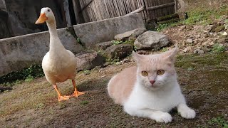 Great story of cat and duck adventures that take the virtual universe by storm. Cute cat videos❤