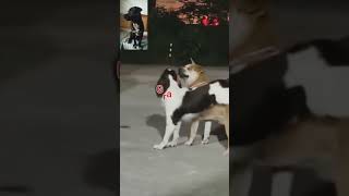 valet canino #cachorros divertidos#animales #memes #animal#perros #humor#cat