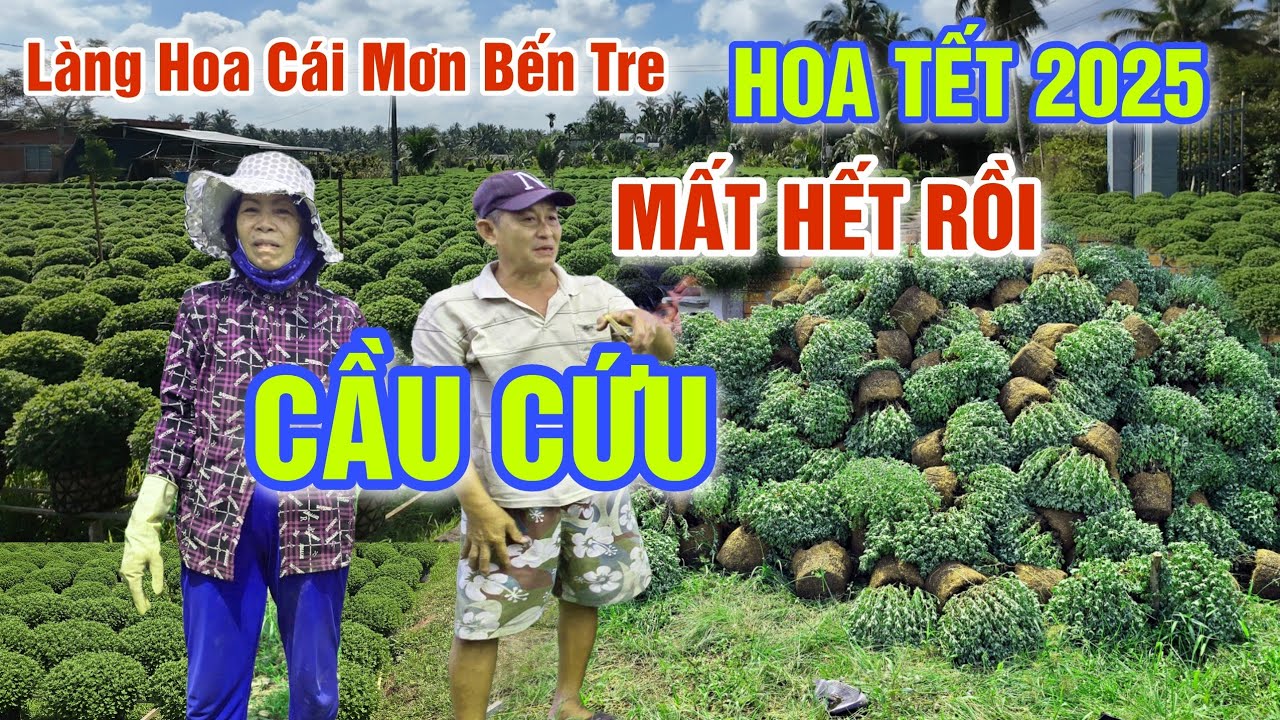 CĂNG QUÁ HOA TẾT 2025 MẤT TRẮNG - HÀNG 100 NGÀN GIỎ HOA CÚC MÂM XÔI NHỔ BỎ BÀ CON BẾN TRE CẦU CỨU