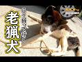 【猟犬】日々弱っていく老猟犬 #猟犬 #猪猟 #犬 #犬動画 #狩猟