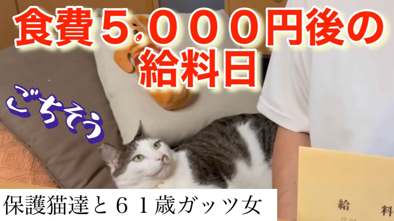 【猫と貧乏女】8月の食費は、5000円でした。やっと9月の給料日です。ぜひともご馳走が、食べたいー。