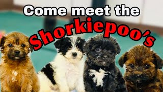 Meet Our Shorkiepoo Puppies