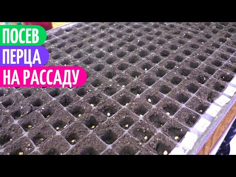 Посев ПЕРЦА -