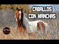 CABALLOS CON MANCHAS MAS HERMOSAS DEL MUNDO – Caballos con colores mas Extraños. Caballos Manchados