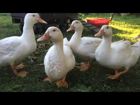 Video: Baschkirische Enten: Bruteigenschaften