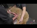 How to perform a afast abdominal ultrasound in a dog  vetgirl veterinary ces