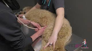 How to perform a AFAST abdominal ultrasound in a dog | VETgirl Veterinary CE Videos by VETgirl 39,445 views 5 years ago 3 minutes, 28 seconds