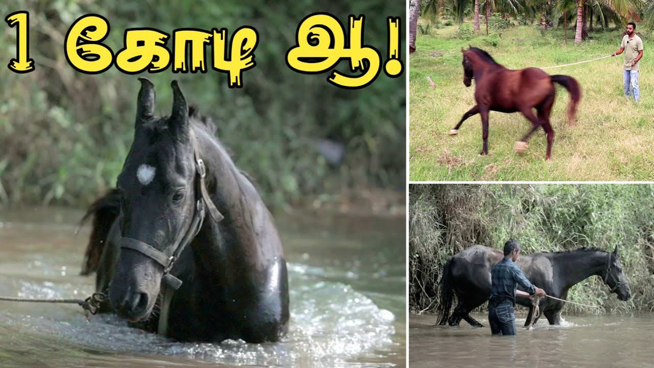 இத செஞ்சாதான் குதிரை நீங்க சொல்லறதை கேட்குமாம் | Horse Training #horseriding #horsetraining