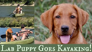 Fox Red Labrador Retriever Puppy  Kayaking Lesson!