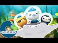 Octonauts - Exploration estivale de la mer | Dessins animés pour enfants