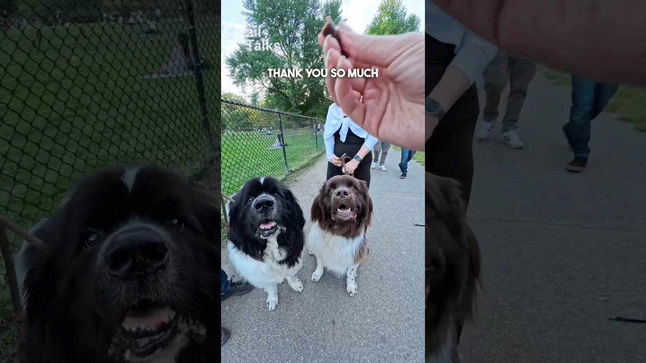 Meet Bear and Hazel, two beautiful Landseer Newfoundlands we met in the park! 