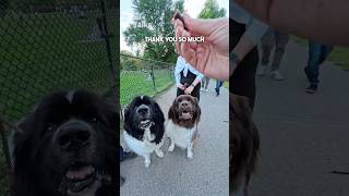 Meet Bear and Hazel, two beautiful Landseer Newfoundlands we met in the park! #newfoundland #dog