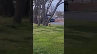 Up Close With A Red Fox Beauty Please Subscribe And Share