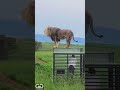 The gg human cage lion experience sound on essential 