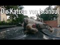 Die Katzen von Istanbul