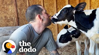 Twin Baby Cows Get So Excited When They See Their Mom After A Year Apart | The Dodo