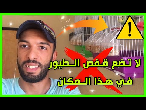 فيديو: هل يجب وضع بطانية فوق قفص العصافير؟