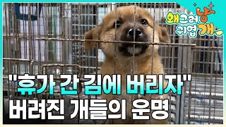 휴가철 급증하는 유기견. 보호자에게 매몰차게 버려진 개들은 어떻게 살아갈까? 구조된 강아지들의 운명 │#왜그러냥귀엽개