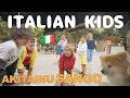 Italian boys are curious about Akita dogs ❤️