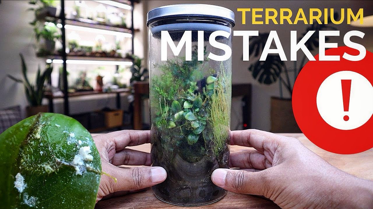 Avoid These Terrarium Mistakes To Ensure A Healthy Ecosystem YouTube