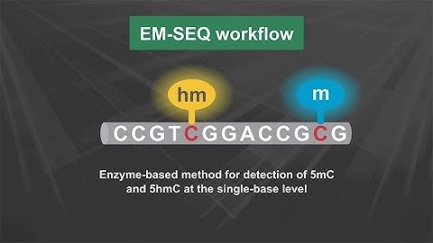 NEBNext® Enzymatic Methyl-seq Kit Workflow