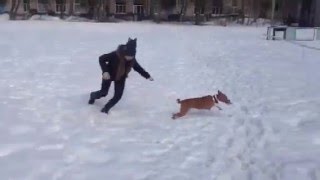 #Басенджи Венди - Воровка на доверии))) #Basenji howling talking and singing ))). #Басенджи Венди - Воровка на доверии))) #Basenji howling talking and singing ))).