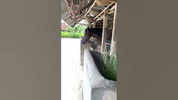 Mẹ con ngựa bông đẹp