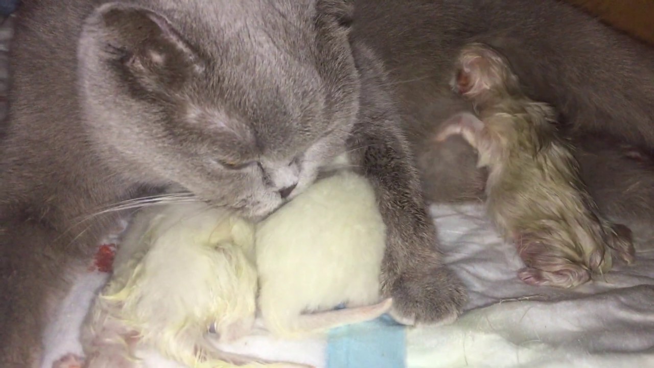 Кошка и котята после родов. Роды у шотландской кошки. Роды кошки шотландской вислоухой.