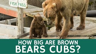 How Big are Brown Bear Cubs at Birth – Teaching Students about Animals by Animal facts by Datacube 2,362 views 6 years ago 1 minute, 50 seconds