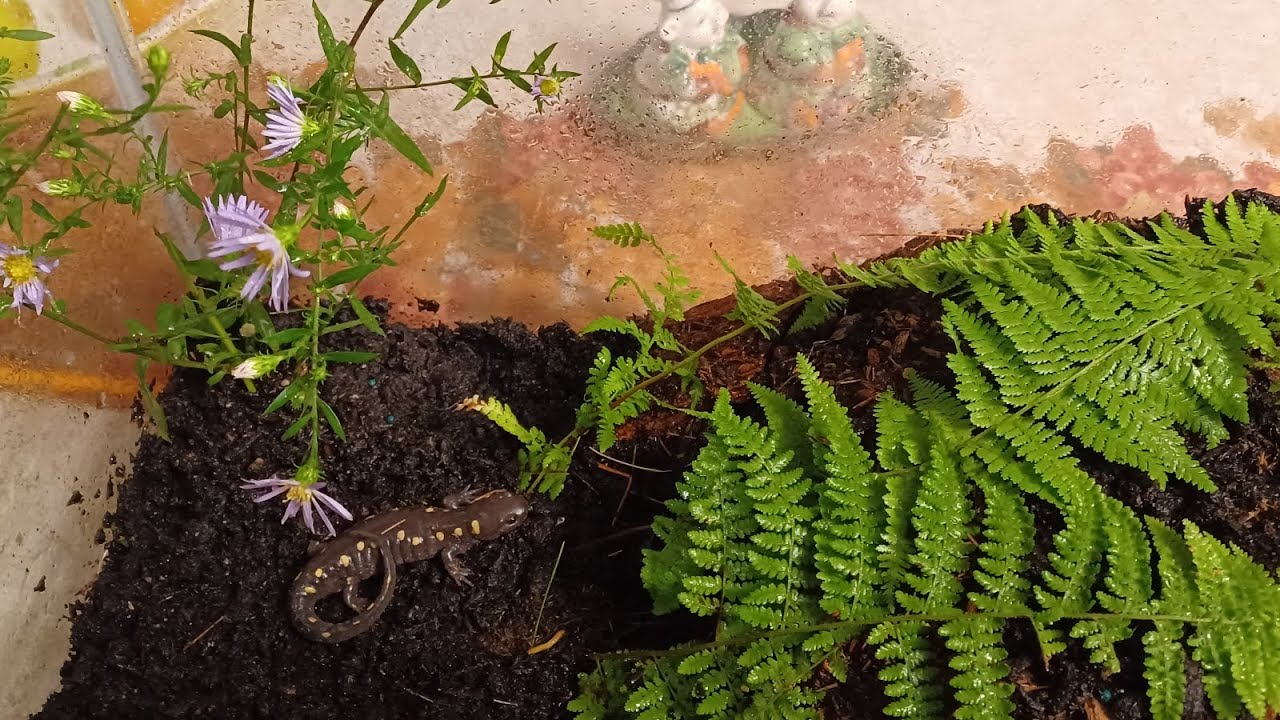 Creating a new habitat for my Spotted Salamander!