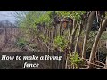Building a strong LIVING FENCE from trees!