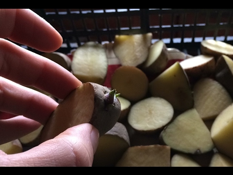 Video: Sei Riuscito A Far Germogliare Le Patate Prima Di Piantare?