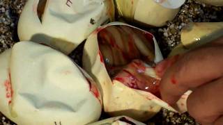 Continuing the Albino Titanium Project Profile