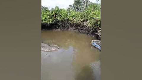 cá bống tượng miền quê