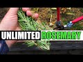 How to root and grow rosemary from cuttings