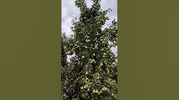 Amazing Pear Tree #pear #fruits #gardening #shorts