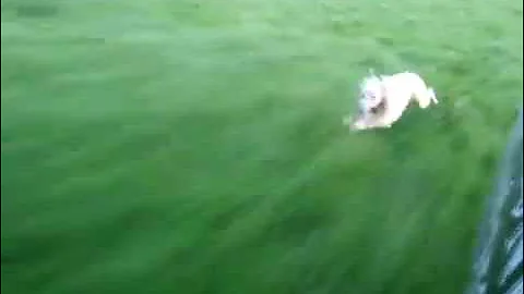 Whippet running at speed close up 2