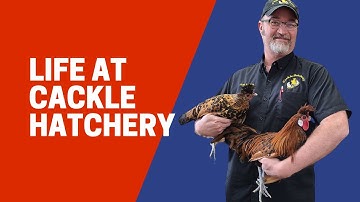 Repairing some old Robbins incubator trays at Cackle Hatchery