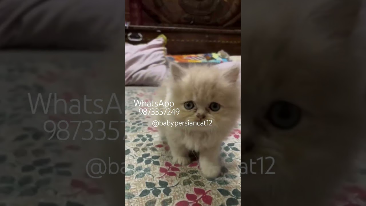 cutepie ready to re-home 