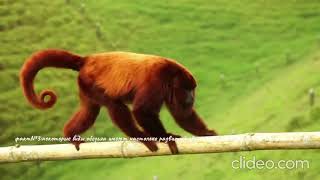 видео о обезьянах