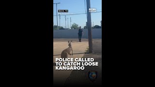 Kangaroo on the loose: Police called to capture runaway kangaroo