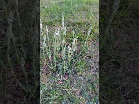 Video: Kas ir Spiranthes Lady's Tresses - kā izaudzēt Nodding Lady's Tresses orhideju