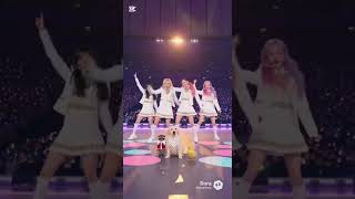 Tiny Trio Takes the K-Pop Stage 🎤🐶🦆🦝