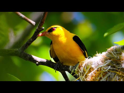 Video: Bird golden plover: paglalarawan at larawan