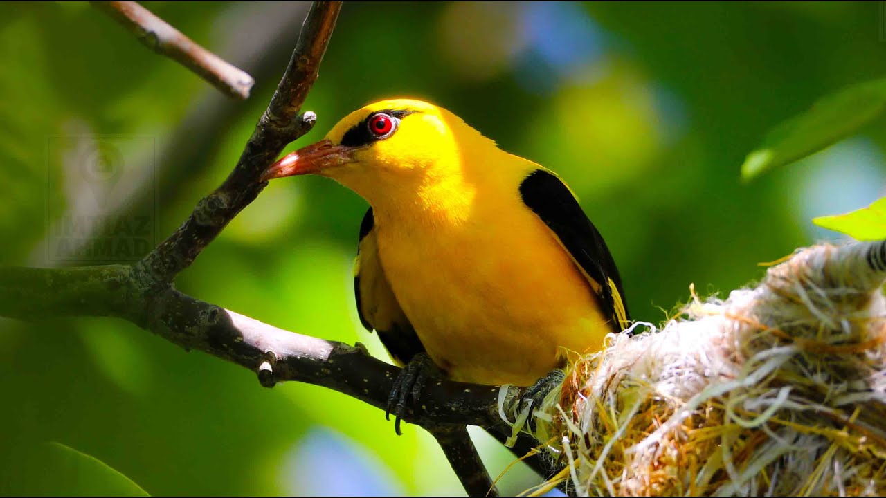 Golden Oriole (Oriolus kundoo) Birdlife Gilgit-Baltistan 🇵🇰 