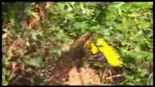 Cacique À Cul Jaune